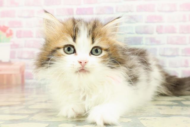 滋賀県のミヌエット (Coo&RIKUアヤハディオ水口店/2025年12月11日生まれ/女の子/ブラウンタビーホワイト)の子猫の2枚目の画像