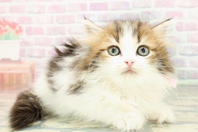 滋賀県のミヌエット (Coo&RIKUアヤハディオ水口店/2025年12月11日生まれ/女の子/ブラウンタビーホワイト)の子猫の3枚目の画像