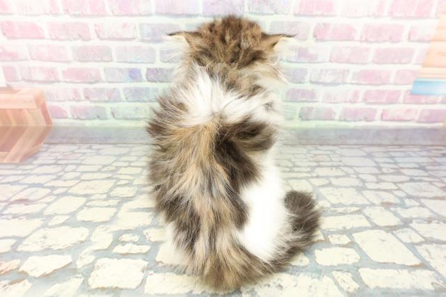 滋賀県のミヌエット (Coo&RIKUアヤハディオ水口店/2025年12月11日生まれ/女の子/ブラウンタビーホワイト)の子猫の4枚目の画像