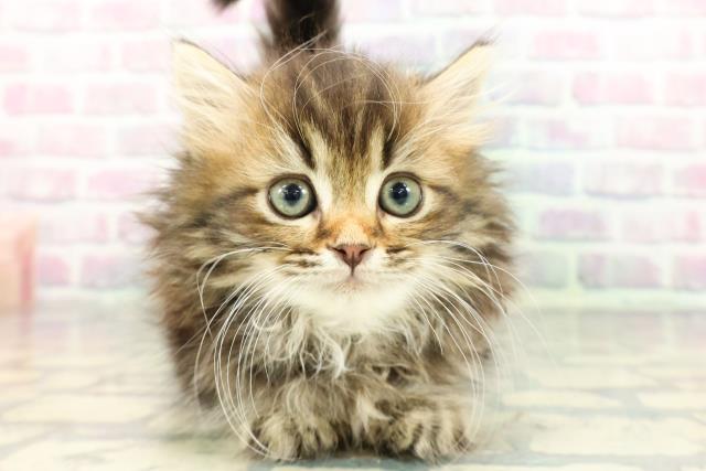 静岡県のミヌエット (Coo&RIKU沼津店/2025年12月11日生まれ/女の子/ブラウンタビー)の子猫の1枚目の画像