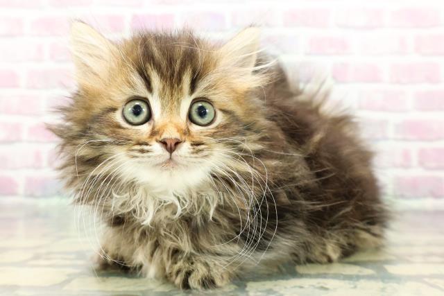 静岡県のミヌエット (Coo&RIKU沼津店/2025年12月11日生まれ/女の子/ブラウンタビー)の子猫の2枚目の画像