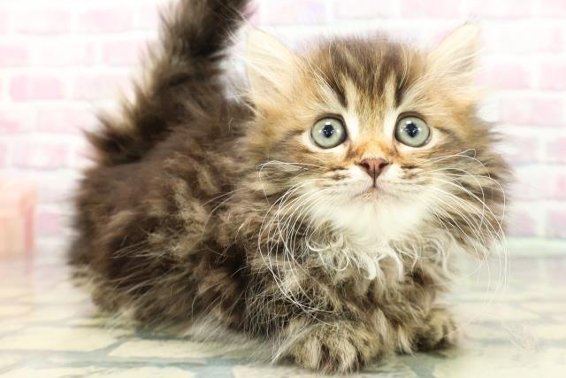 静岡県のミヌエット (Coo&RIKU沼津店/2025年12月11日生まれ/女の子/ブラウンタビー)の子猫の3枚目の画像