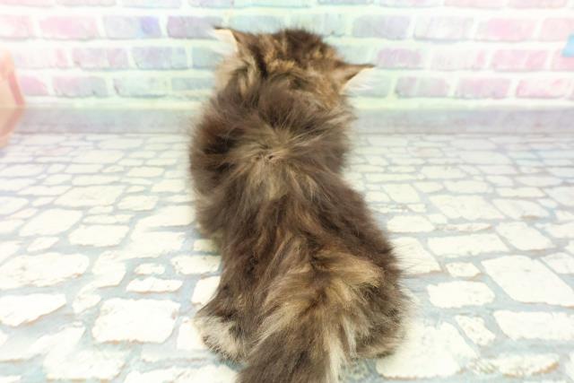 静岡県のミヌエット (Coo&RIKU沼津店/2025年12月11日生まれ/女の子/ブラウンタビー)の子猫の4枚目の画像