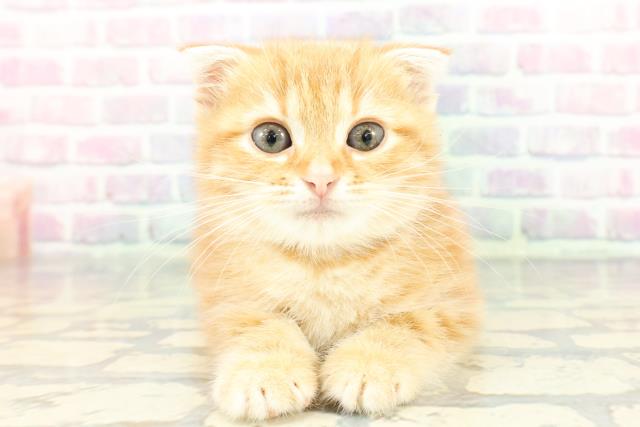 スコティッシュフォールド