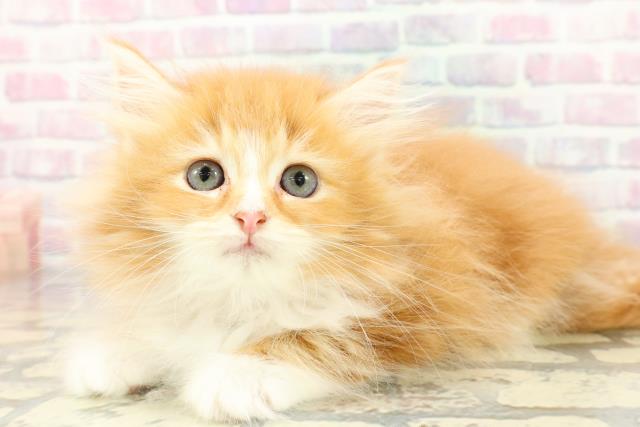 静岡県のサイベリアン (Coo&RIKU沼津店/2025年12月7日生まれ/女の子/レッドタビーホワイト)の子猫の2枚目の画像