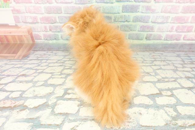 静岡県のサイベリアン (Coo&RIKU沼津店/2025年12月7日生まれ/女の子/レッドタビーホワイト)の子猫の4枚目の画像