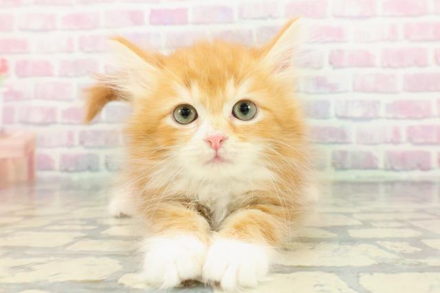 埼玉県のサイベリアン (Coo&RIKU大宮店/2025年12月7日生まれ/男の子/レッドタビーホワイト)の子猫の1枚目の画像