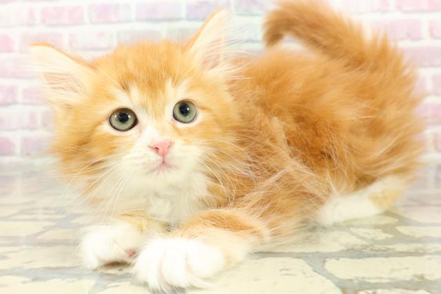 埼玉県のサイベリアン (Coo&RIKU大宮店/2025年12月7日生まれ/男の子/レッドタビーホワイト)の子猫の2枚目の画像