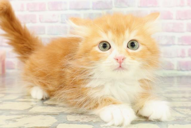 埼玉県のサイベリアン (Coo&RIKU大宮店/2025年12月7日生まれ/男の子/レッドタビーホワイト)の子猫の3枚目の画像