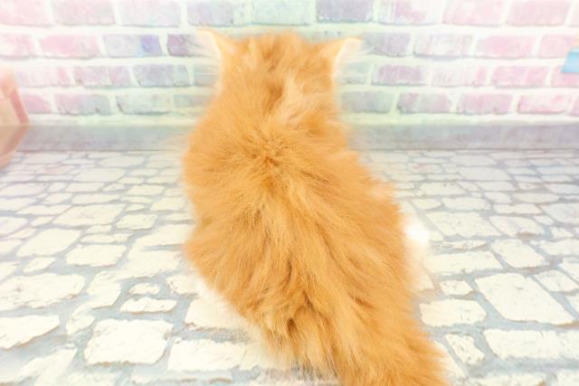 埼玉県のサイベリアン (Coo&RIKU大宮店/2025年12月7日生まれ/男の子/レッドタビーホワイト)の子猫の4枚目の画像