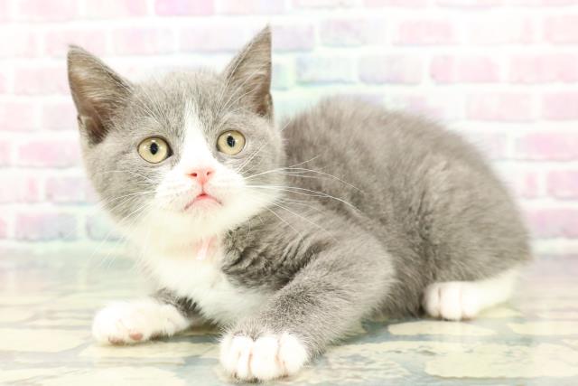 北海道のマンチカン (Coo&RIKU釧路店/2025年11月28日生まれ/女の子/ブルーホワイト)の子猫の2枚目の画像