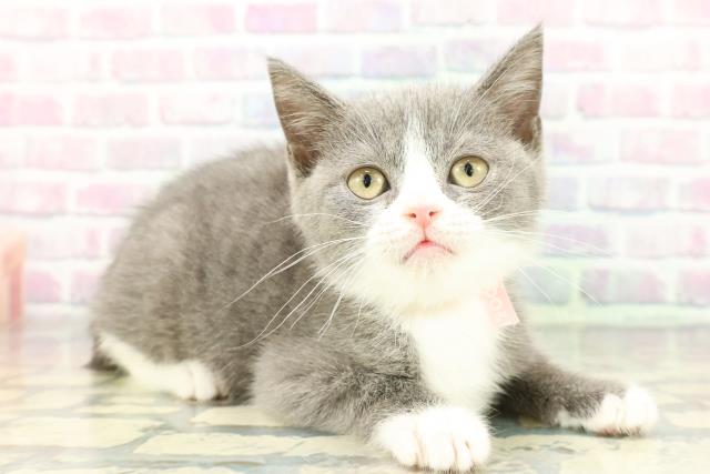 北海道のマンチカン (Coo&RIKU釧路店/2025年11月28日生まれ/女の子/ブルーホワイト)の子猫の3枚目の画像