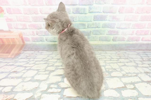 北海道のマンチカン (Coo&RIKU釧路店/2025年11月28日生まれ/女の子/ブルーホワイト)の子猫の4枚目の画像