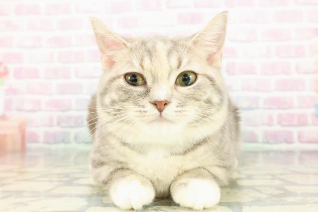 北海道のマンチカン (Coo&RIKU岩見沢店/2025年8月23日生まれ/女の子/ブルーパッチドタビーホワイト)の子猫の1枚目の画像