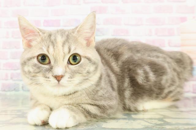 北海道のマンチカン (Coo&RIKU岩見沢店/2025年8月23日生まれ/女の子/ブルーパッチドタビーホワイト)の子猫の2枚目の画像