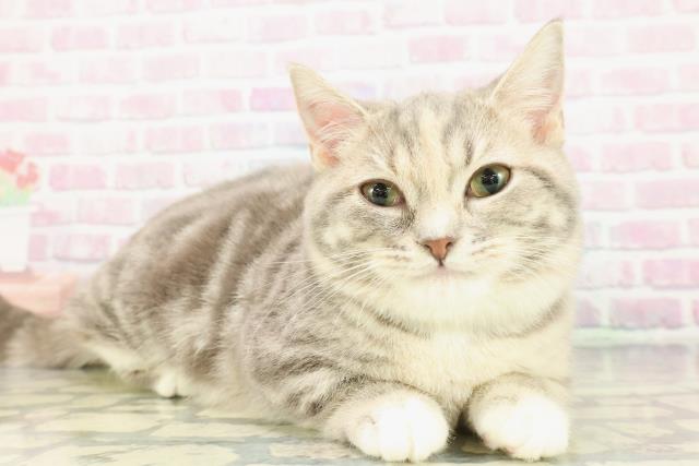 北海道のマンチカン (Coo&RIKU岩見沢店/2025年8月23日生まれ/女の子/ブルーパッチドタビーホワイト)の子猫の3枚目の画像