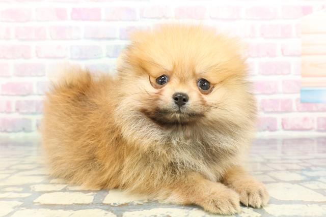 埼玉県のポメラニアン (Coo&RIKU川越店/2025年12月11日生まれ/男の子/オレンジ)の子犬の3枚目の画像