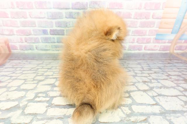 埼玉県のポメラニアン (Coo&RIKU川越店/2025年12月11日生まれ/男の子/オレンジ)の子犬の4枚目の画像