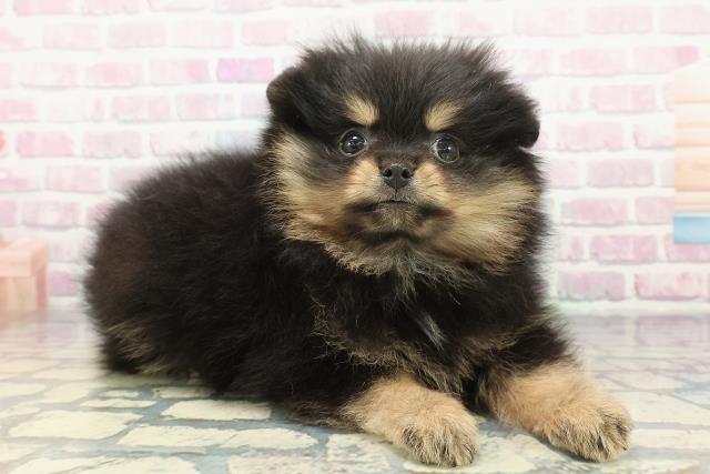 栃木県のポメラニアン (Coo&RIKU足利店/2025年12月11日生まれ/男の子/ブラックタン)の子犬の3枚目の画像