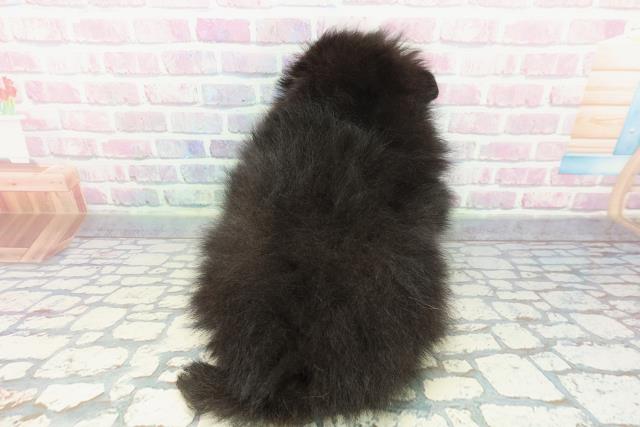 栃木県のポメラニアン (Coo&RIKU足利店/2025年12月11日生まれ/男の子/ブラックタン)の子犬の4枚目の画像