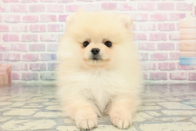 千葉県のポメラニアン (Coo&RIKUアクロスモール新鎌ケ谷店/2025年12月11日生まれ/女の子/クリーム)の子犬
