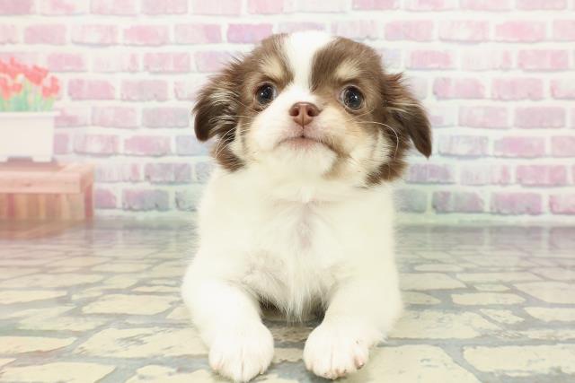 埼玉県のチワワ(ロング) (Coo&RIKU大宮店/2025年12月11日生まれ/女の子/ホワイトチョコレートタン)の子犬の1枚目の画像