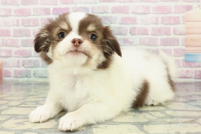 埼玉県のチワワ(ロング) (Coo&RIKU大宮店/2025年12月11日生まれ/女の子/ホワイトチョコレートタン)の子犬の2枚目の画像