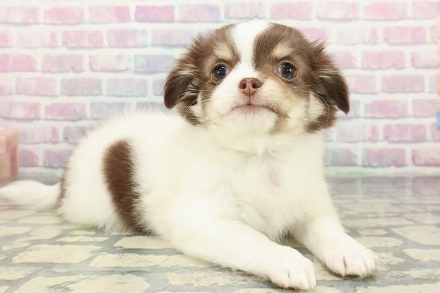 埼玉県のチワワ(ロング) (Coo&RIKU大宮店/2025年12月11日生まれ/女の子/ホワイトチョコレートタン)の子犬の3枚目の画像