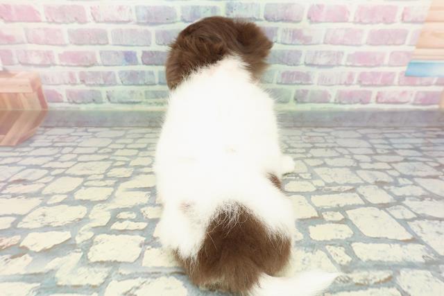 埼玉県のチワワ(ロング) (Coo&RIKU大宮店/2025年12月11日生まれ/女の子/ホワイトチョコレートタン)の子犬の4枚目の画像