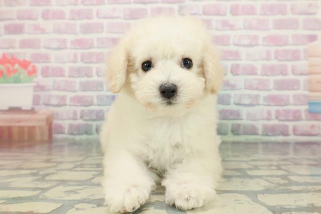 栃木県のトイプードル(トイ) (Coo&RIKU足利店/2025年12月11日生まれ/男の子/ホワイト)の子犬の1枚目の画像