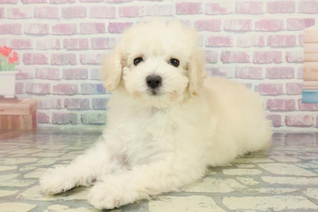 栃木県のトイプードル(トイ) (Coo&RIKU足利店/2025年12月11日生まれ/男の子/ホワイト)の子犬の2枚目の画像