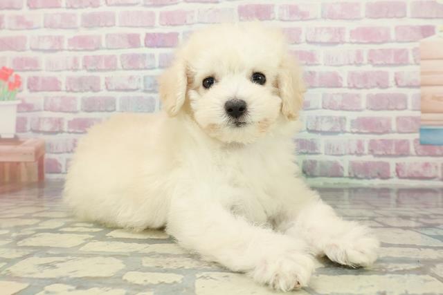 栃木県のトイプードル(トイ) (Coo&RIKU足利店/2025年12月11日生まれ/男の子/ホワイト)の子犬の3枚目の画像