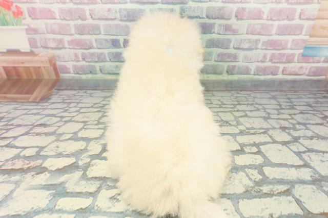 栃木県のトイプードル(トイ) (Coo&RIKU足利店/2025年12月11日生まれ/男の子/ホワイト)の子犬の4枚目の画像