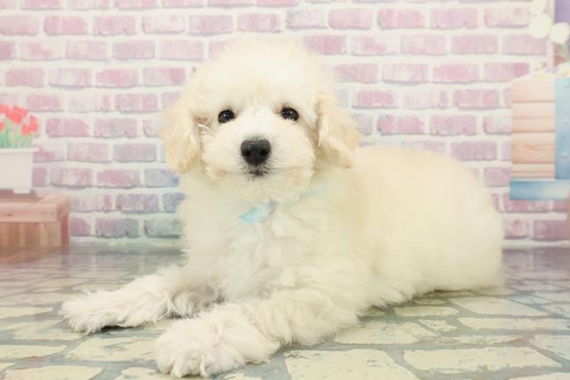 沖縄県のトイプードル(トイ) (Coo&RIKU沖縄浦添店/2025年12月11日生まれ/男の子/クリーム)の子犬の2枚目の画像