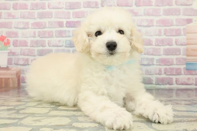 沖縄県のトイプードル(トイ) (Coo&RIKU沖縄浦添店/2025年12月11日生まれ/男の子/クリーム)の子犬の3枚目の画像