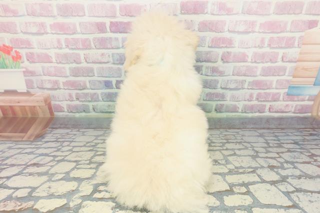 沖縄県のトイプードル(トイ) (Coo&RIKU沖縄浦添店/2025年12月11日生まれ/男の子/クリーム)の子犬の4枚目の画像