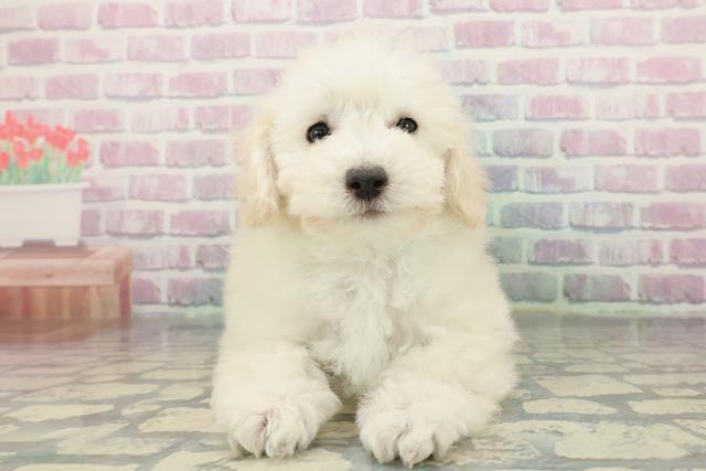 北海道のトイプードル(トイ) (Coo&RIKU旭川店/2025年12月11日生まれ/男の子/クリーム)の子犬の1枚目の画像