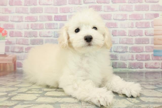 北海道のトイプードル(トイ) (Coo&RIKU旭川店/2025年12月11日生まれ/男の子/クリーム)の子犬の3枚目の画像