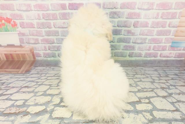 北海道のトイプードル(トイ) (Coo&RIKU旭川店/2025年12月11日生まれ/男の子/クリーム)の子犬の4枚目の画像