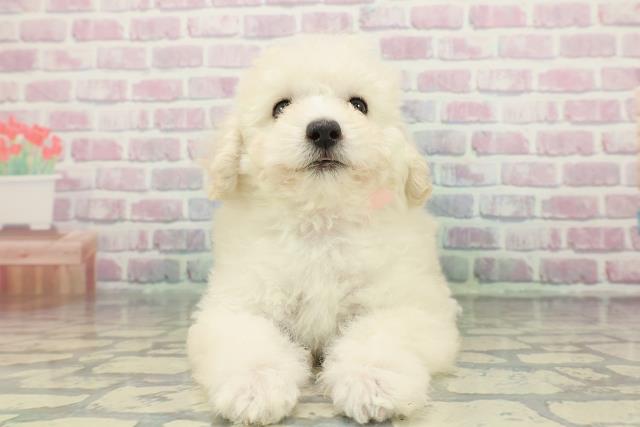 山梨県のトイプードル(トイ) (Coo&RIKU甲府昭和通り店/2025年12月11日生まれ/女の子/クリーム)の子犬の1枚目の画像