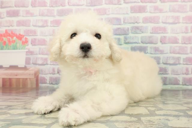 山梨県のトイプードル(トイ) (Coo&RIKU甲府昭和通り店/2025年12月11日生まれ/女の子/クリーム)の子犬の2枚目の画像