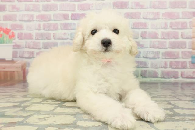 山梨県のトイプードル(トイ) (Coo&RIKU甲府昭和通り店/2025年12月11日生まれ/女の子/クリーム)の子犬の3枚目の画像