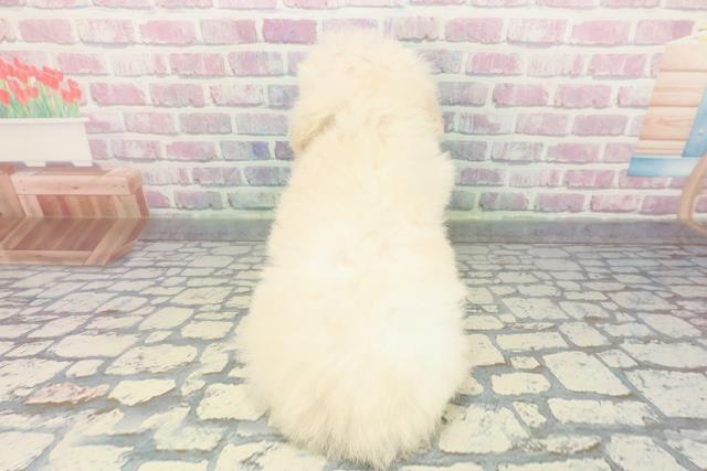 山梨県のトイプードル(トイ) (Coo&RIKU甲府昭和通り店/2025年12月11日生まれ/女の子/クリーム)の子犬の4枚目の画像