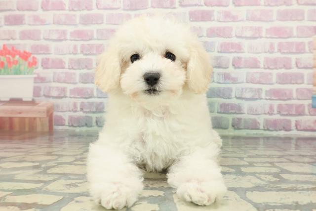 千葉県のトイプードル(トイ) (Coo&RIKU東船橋店/2025年12月11日生まれ/女の子/ホワイト)の子犬の1枚目の画像