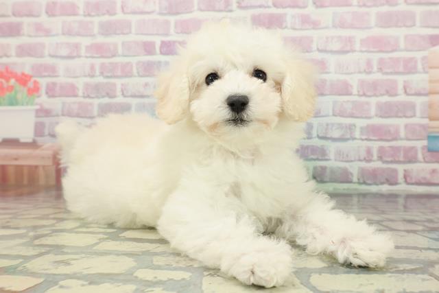 千葉県のトイプードル(トイ) (Coo&RIKU東船橋店/2025年12月11日生まれ/女の子/ホワイト)の子犬の3枚目の画像