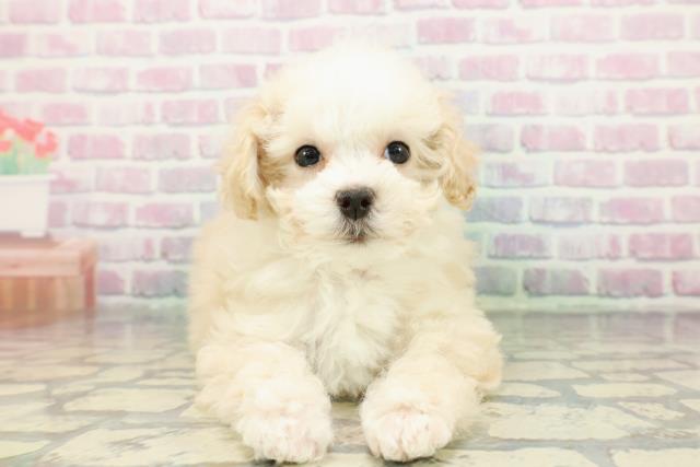 千葉県のマルプー(マルチーズ×プードル) (Coo&RIKU若葉都賀店/2025年12月11日生まれ/女の子/クリームホワイト)の子犬の1枚目の画像