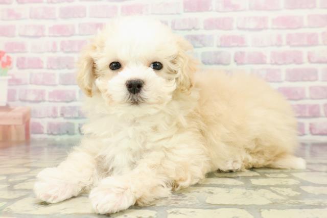 千葉県のマルプー(マルチーズ×プードル) (Coo&RIKU若葉都賀店/2025年12月11日生まれ/女の子/クリームホワイト)の子犬の2枚目の画像