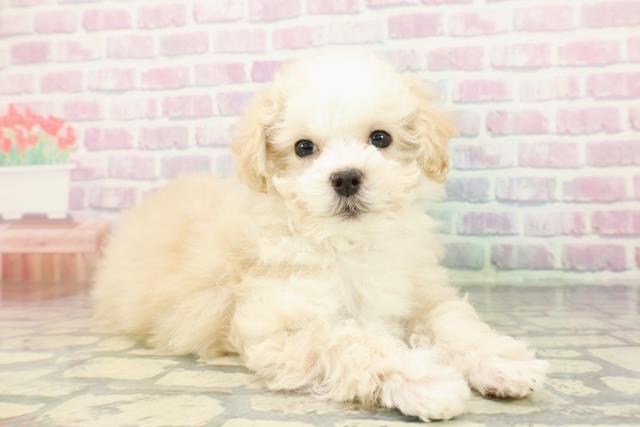 千葉県のマルプー(マルチーズ×プードル) (Coo&RIKU若葉都賀店/2025年12月11日生まれ/女の子/クリームホワイト)の子犬の3枚目の画像