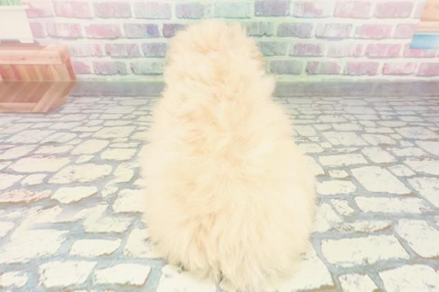 千葉県のマルプー(マルチーズ×プードル) (Coo&RIKU若葉都賀店/2025年12月11日生まれ/女の子/クリームホワイト)の子犬の4枚目の画像