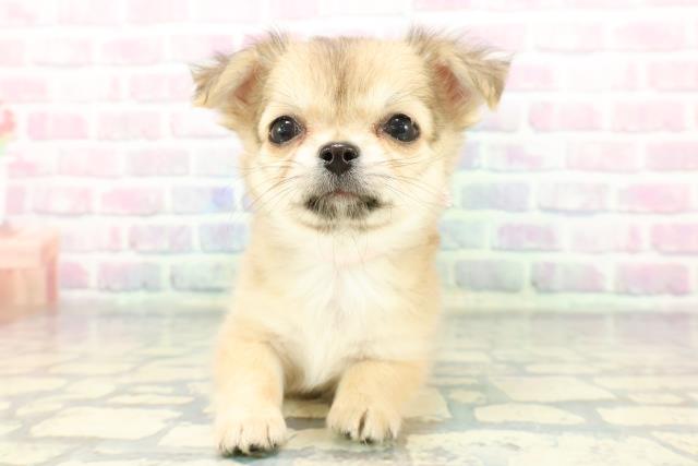 東京都のチワワ(ロング) (Coo&RIKU足立本店/2025年12月11日生まれ/女の子/フォーン)の子犬の1枚目の画像